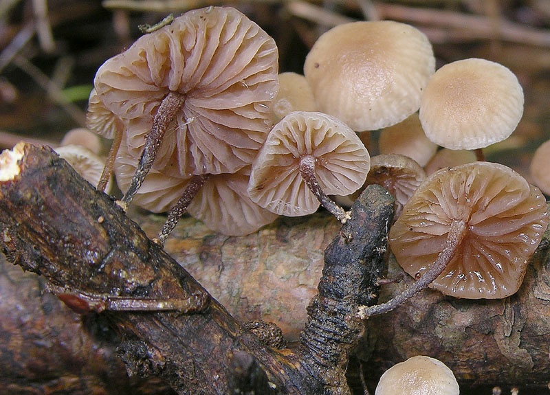 Marasmiellus ramealis